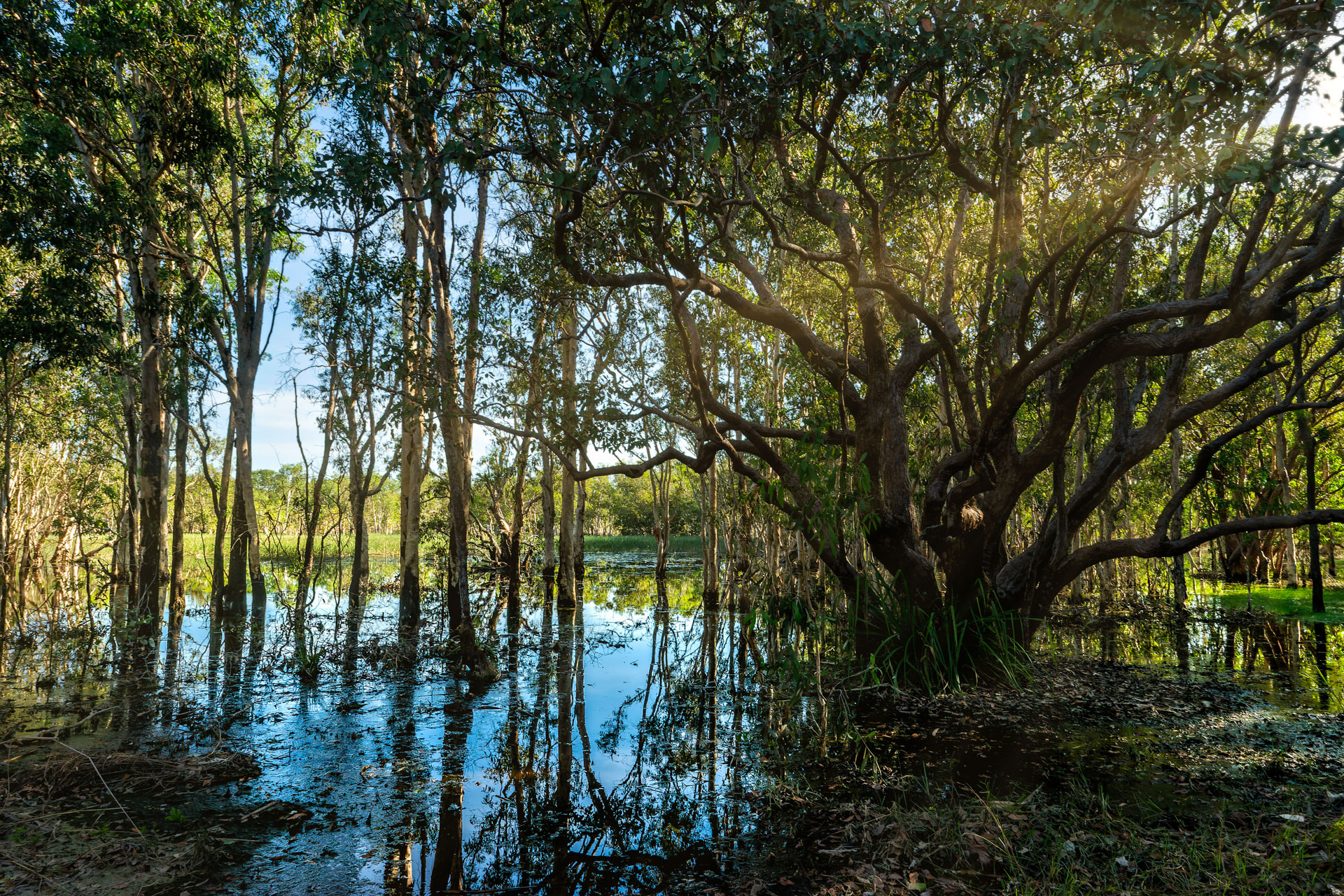 Litchfield National Park - Tabletop-Sumpf